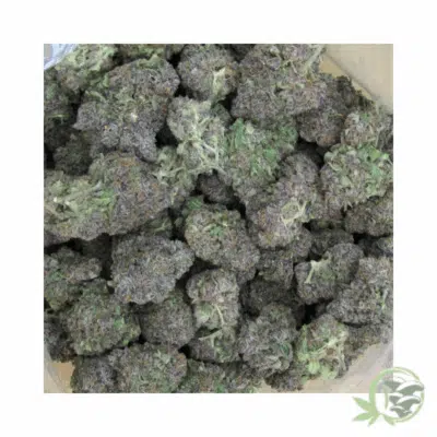 Bacio Strain