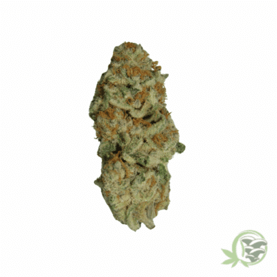 Ice Cream Cake Indica
