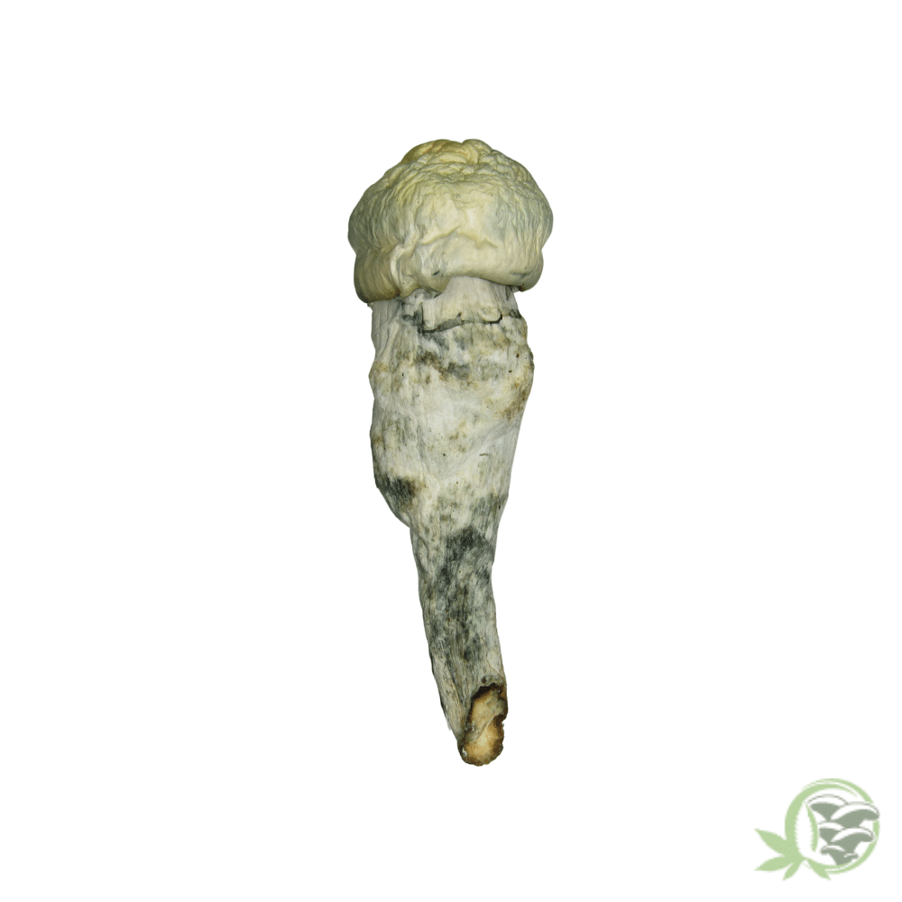 Lucid Gates Cubensis - Image 4