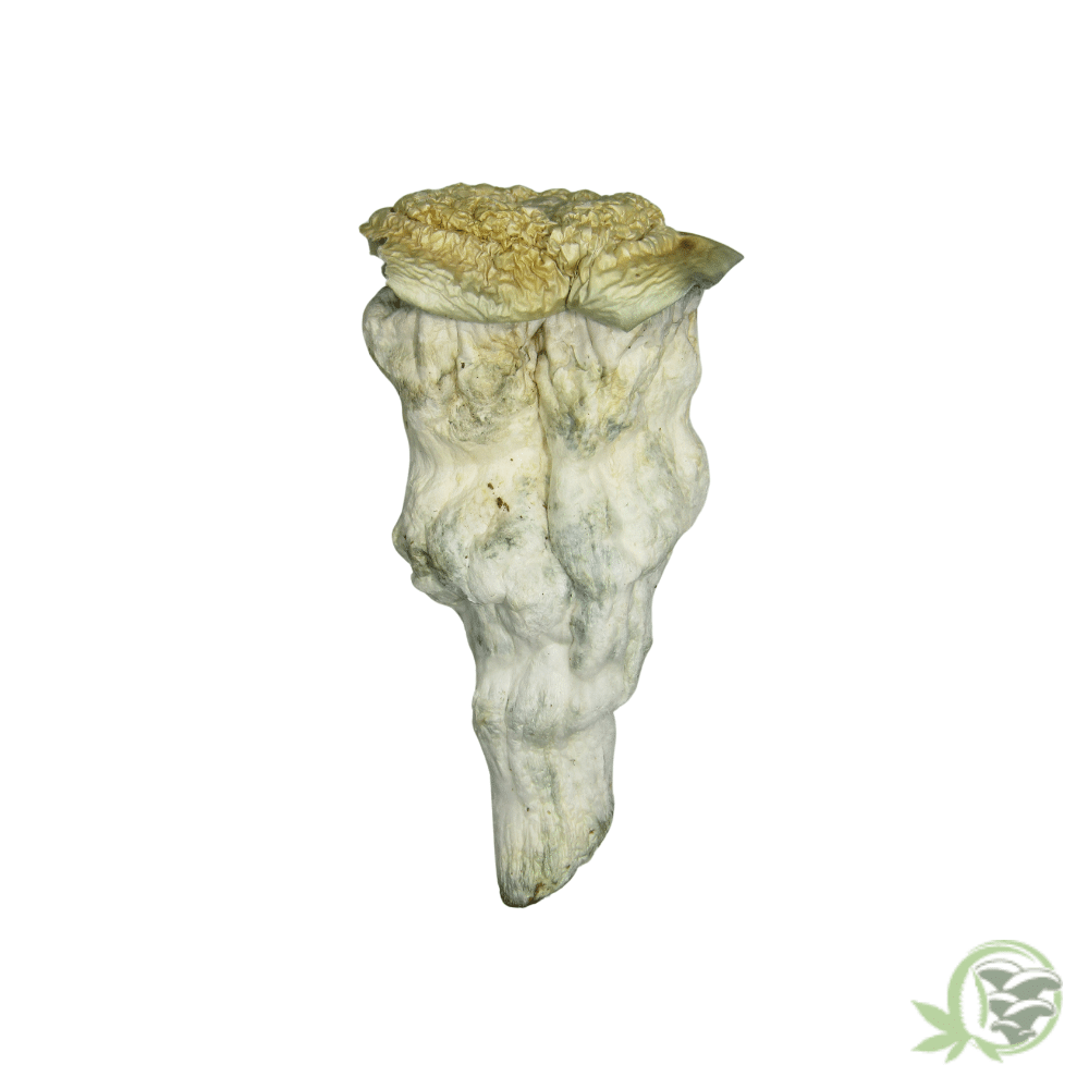Lucid Gates Cubensis