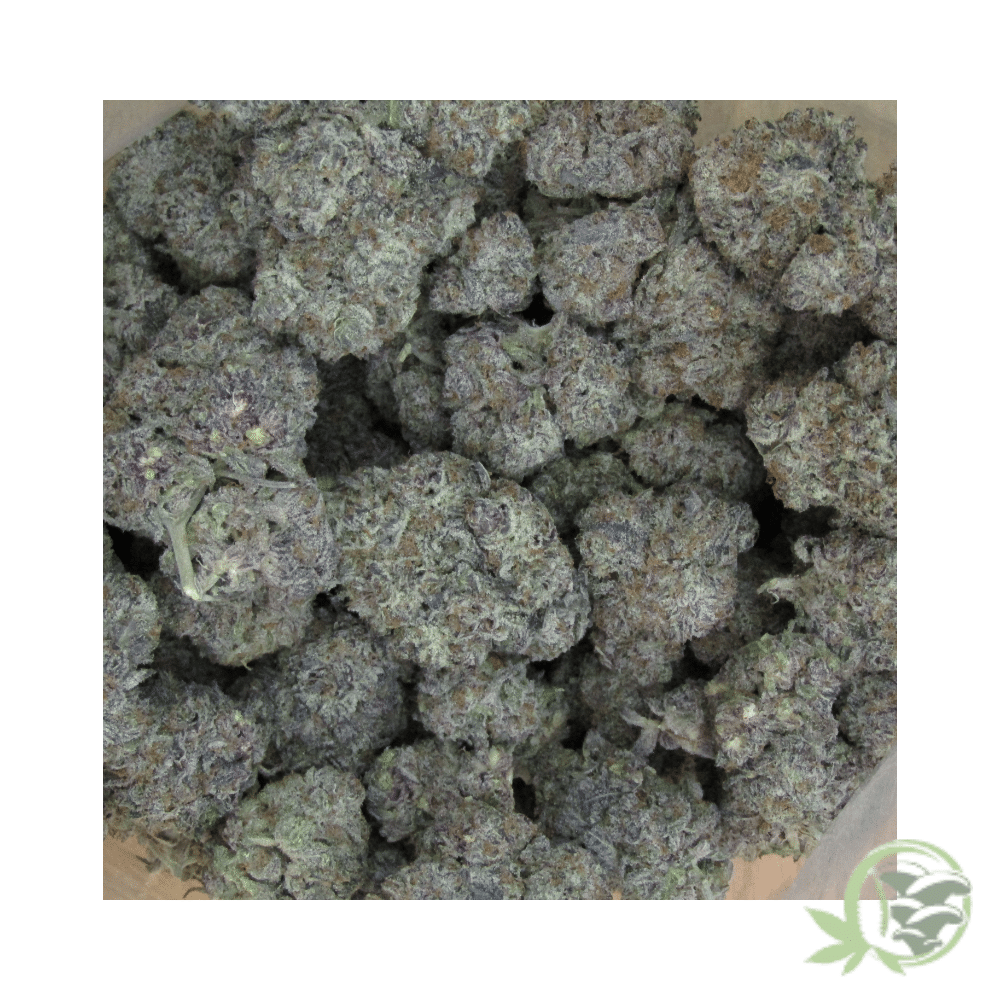 Oreoz Strain
