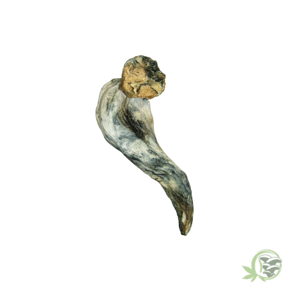 Unicorn Tears Cubensis - Image 3