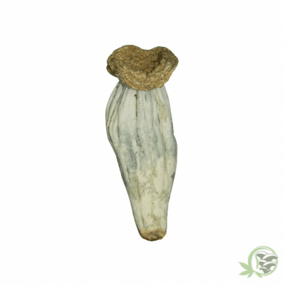 Unicorn Tears Cubensis