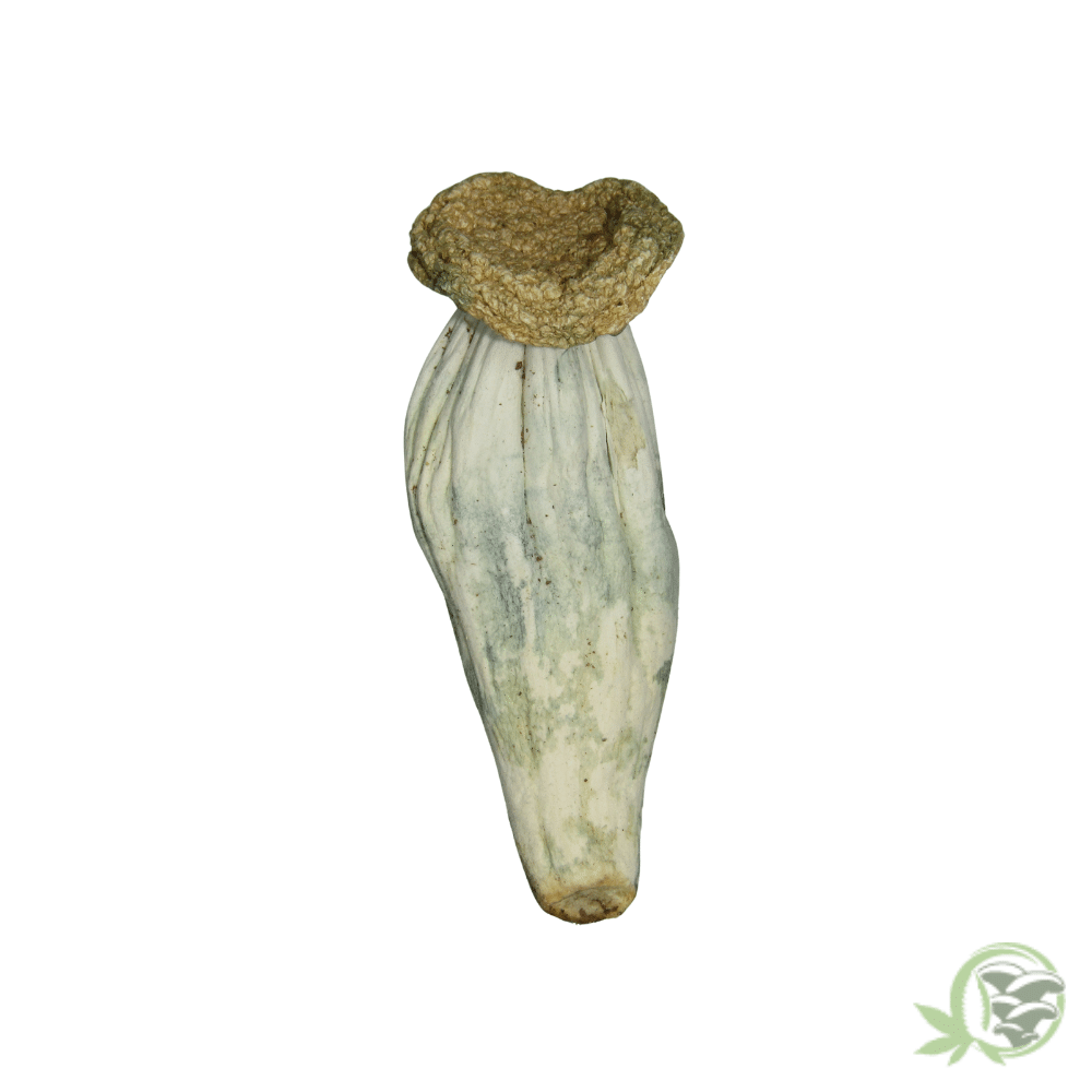 Unicorn Tears Cubensis
