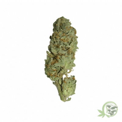 Wedding Crasher Strain