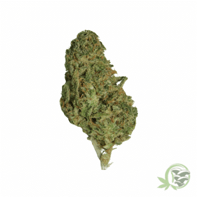 Zombie OG