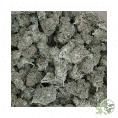 Zombie OG Strain