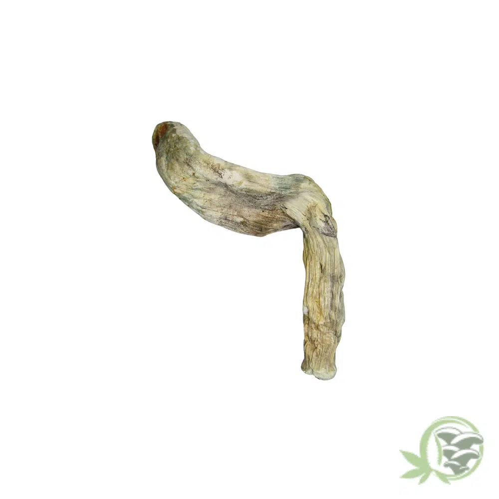 Golden Teacher Cubensis (B Grade) - Image 2