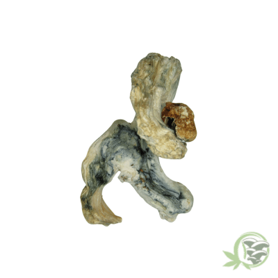 Golden Teacher Cubensis (B Grade)
