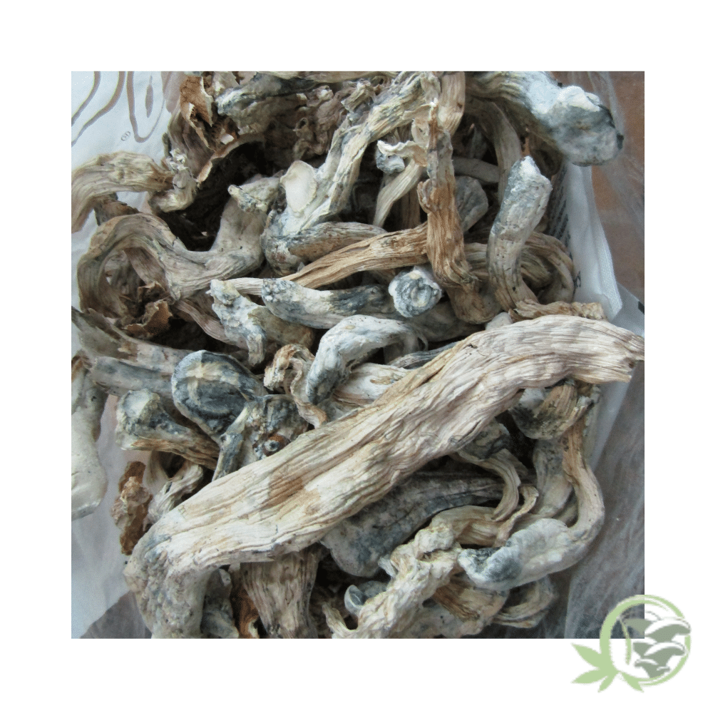 Golden Teacher Cubensis (B Grade) - Image 5