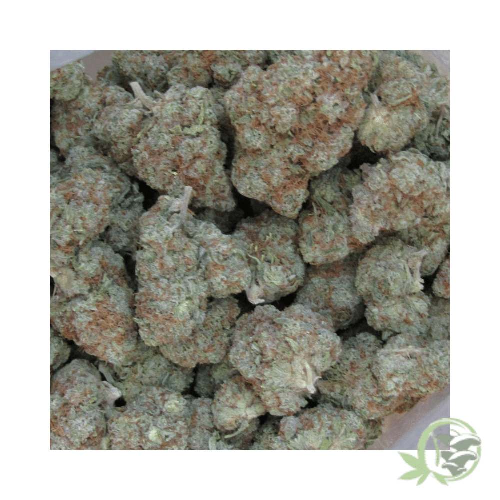 King's Kush - Image 6