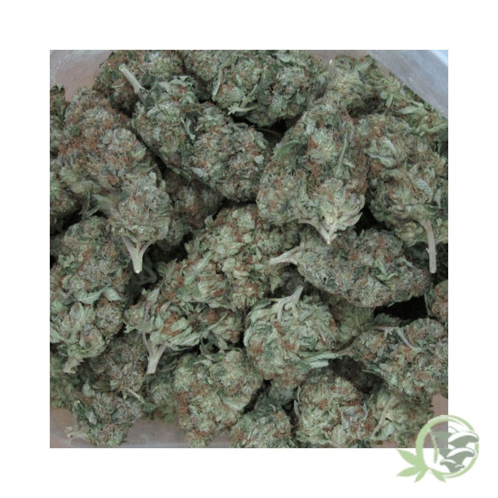 Pink Bubba Cannabis