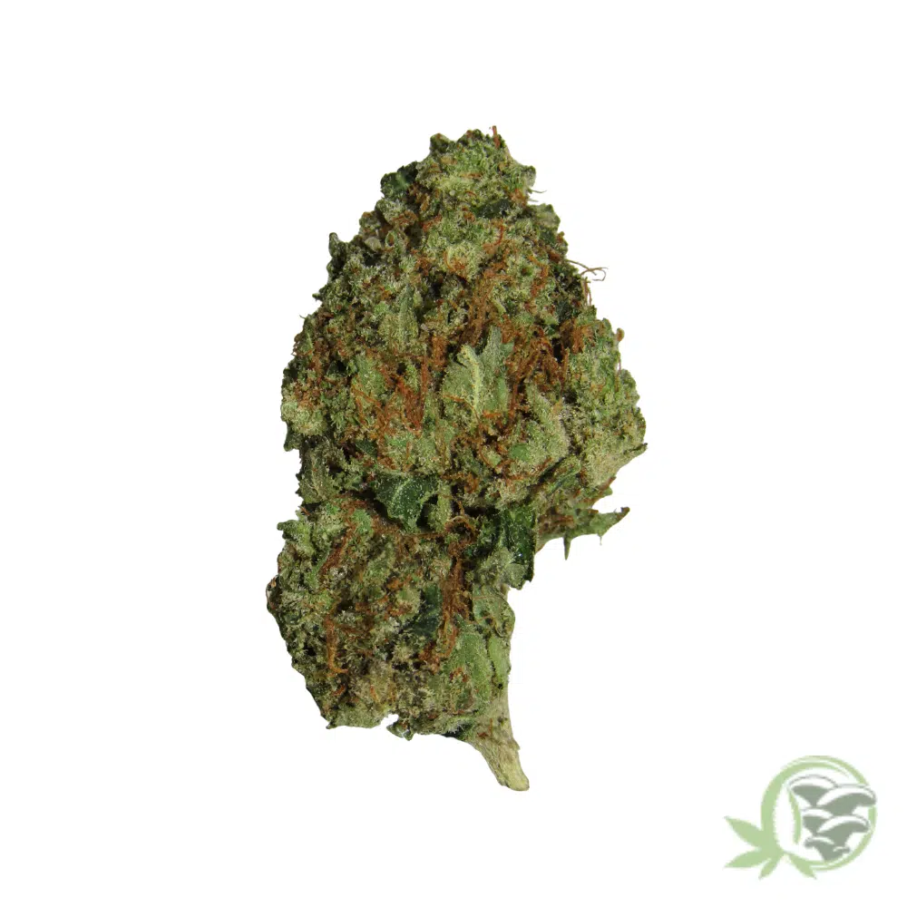 Gassy Pink - Image 3