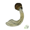 Tidal Wave Cubensis