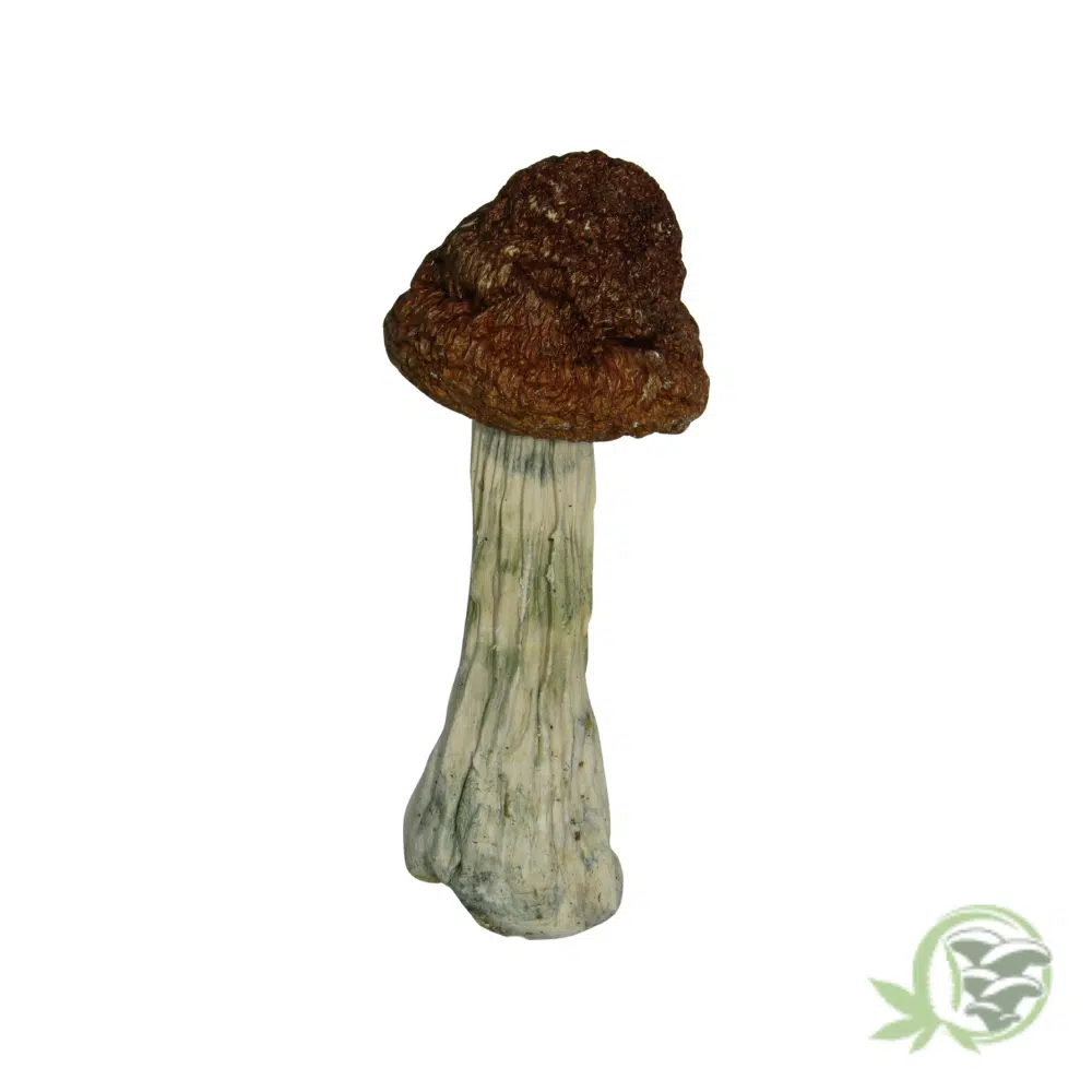 Tidal Wave Cubensis - Image 5