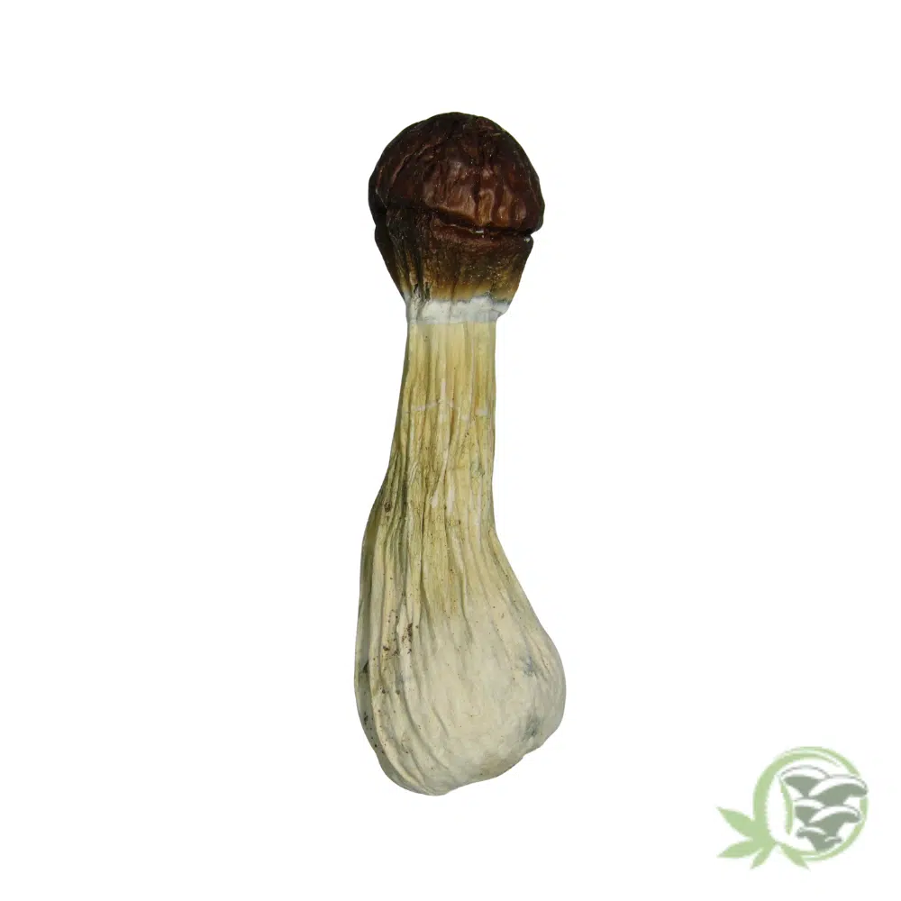 Tidal Wave Cubensis - Image 3