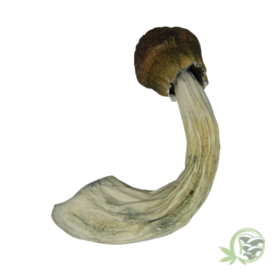 Tidal Wave Cubensis