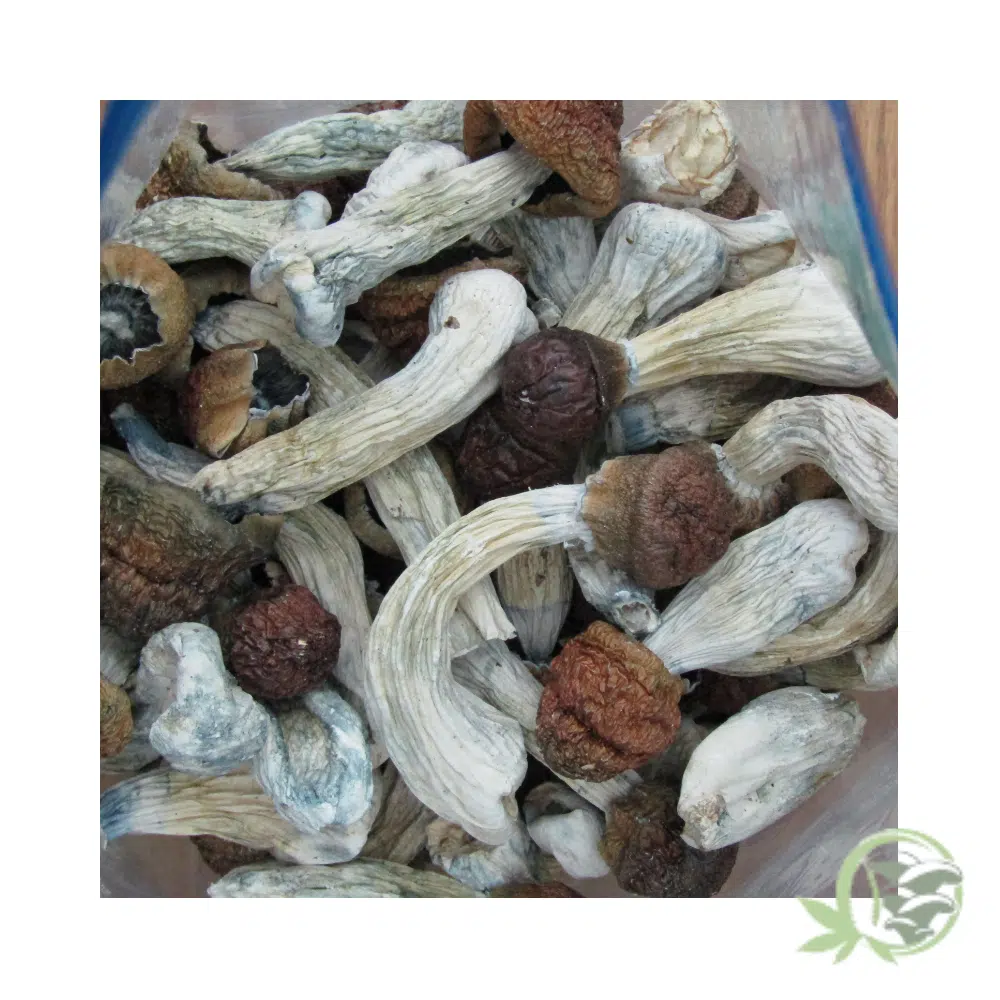 Tidal Wave Cubensis - Image 2