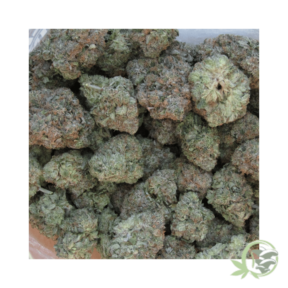 Tuna Kush - Image 6