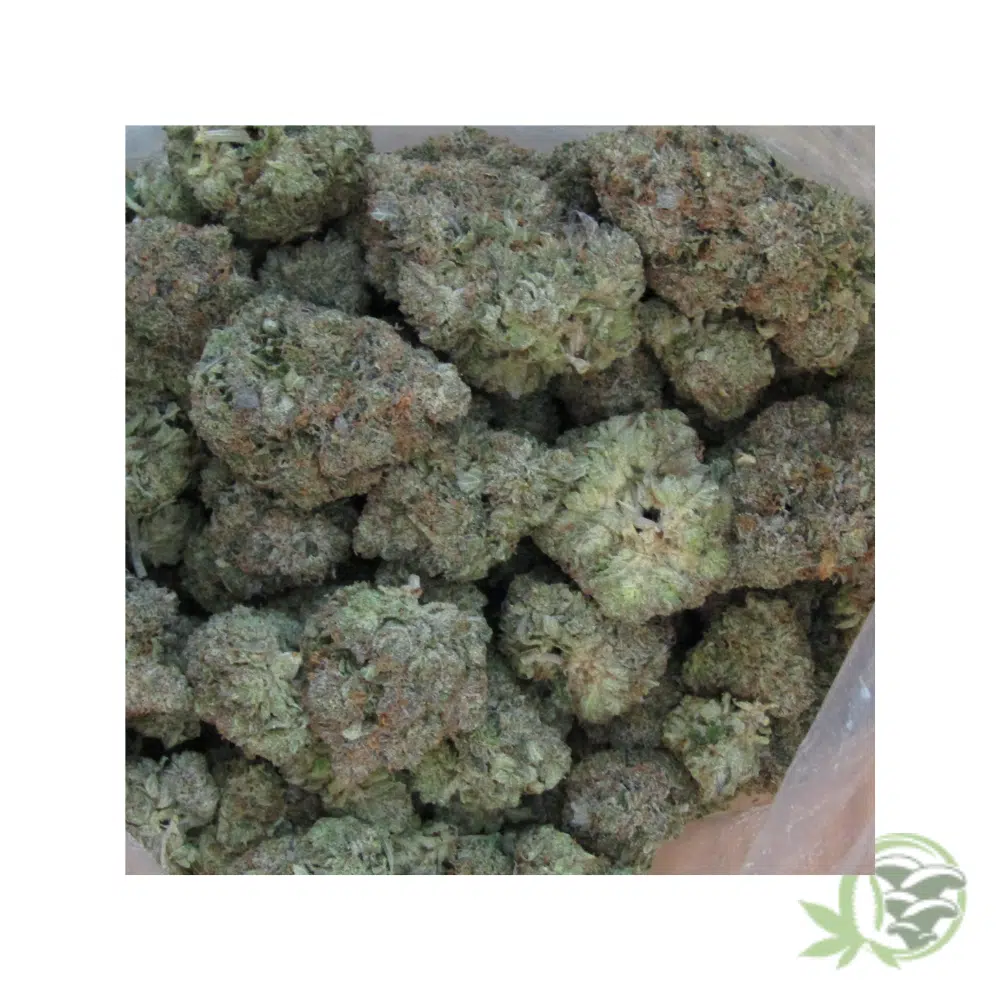 Tuna Kush - Image 2
