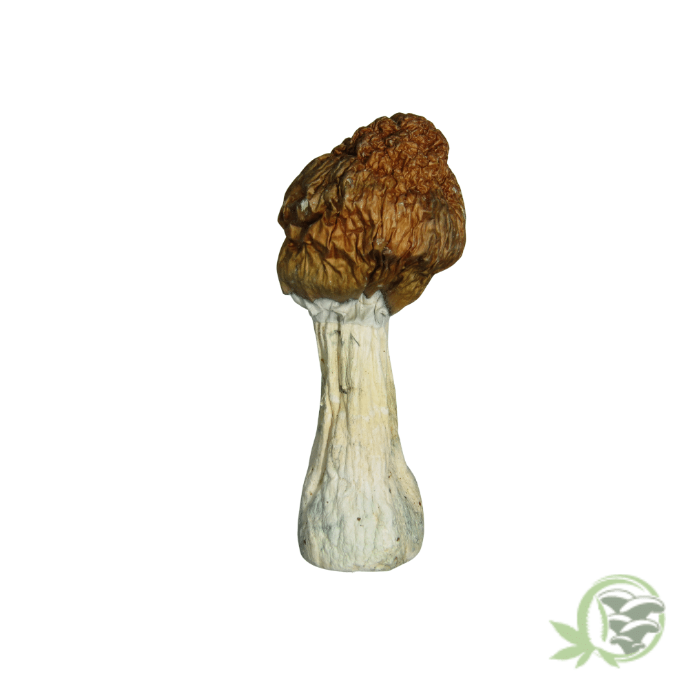 Blue Meanie Cubensis by Amazeballs - Image 5