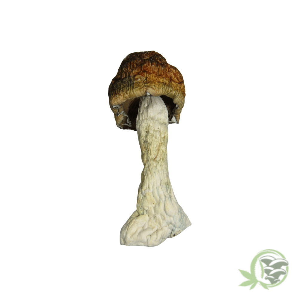 Blue Meanie Cubensis by Amazeballs - Image 4