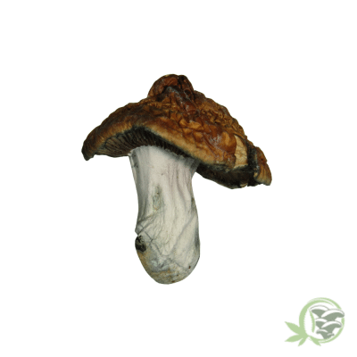 Blue Meanie Cubensis by Amazeballs