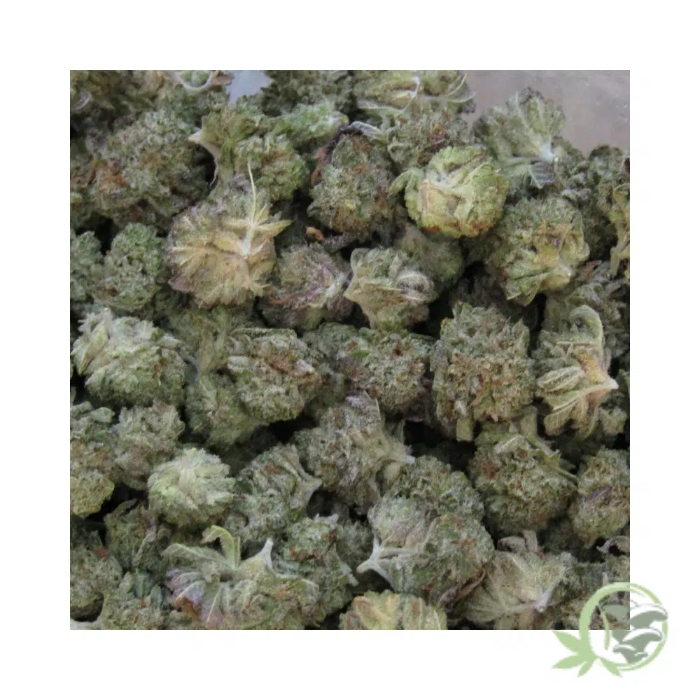 Frosted Fruit Cake (Mids) - Image 3