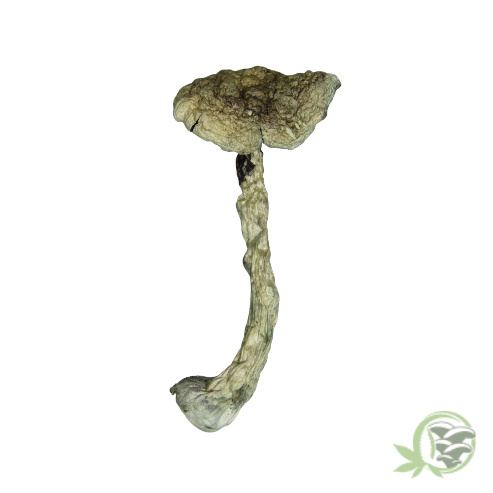 Golden Teacher Cubensis by Amazeballs - Image 5