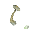 Golden Teacher Cubensis by Amazeballs