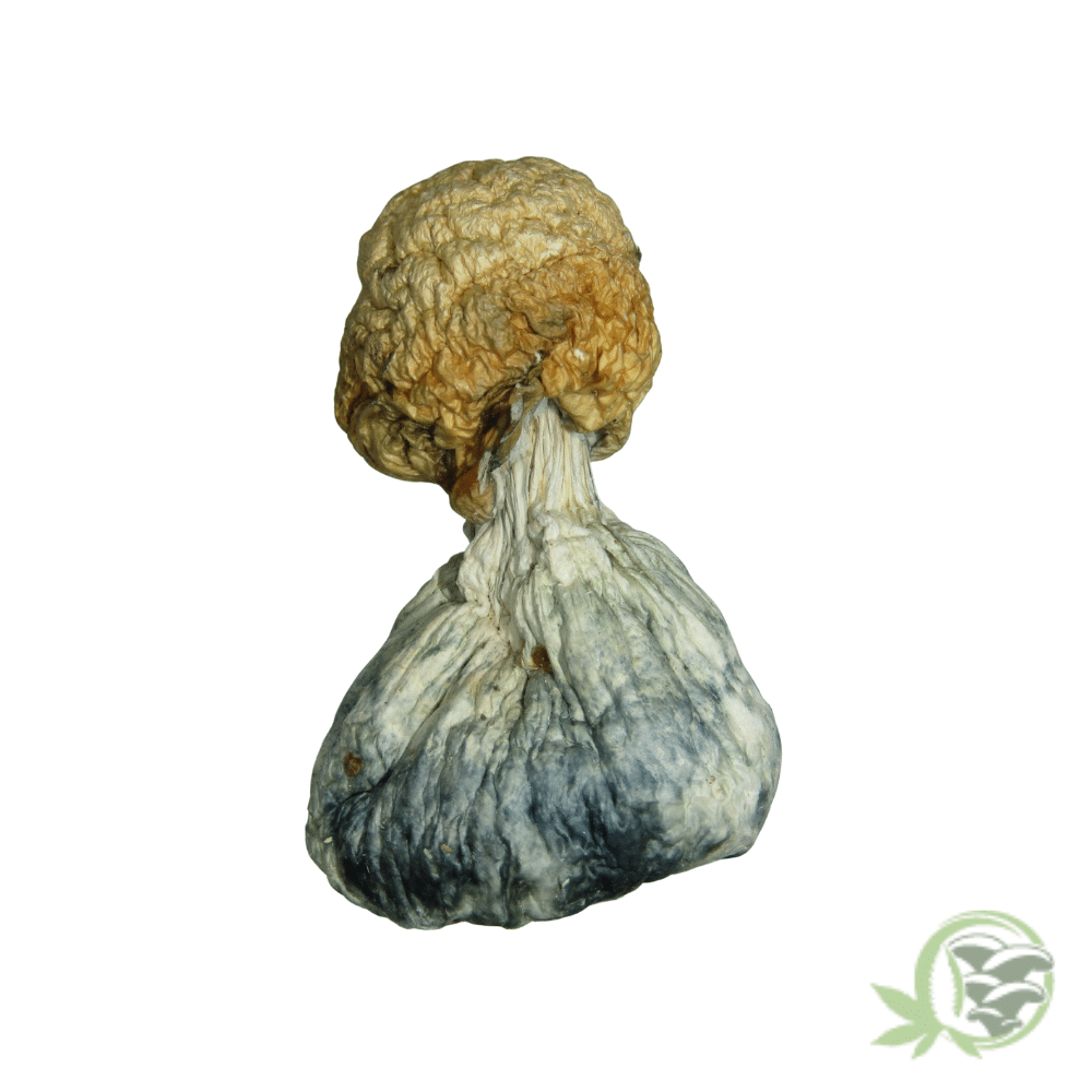 Golden Teacher Cubensis by Amazeballs - Image 3