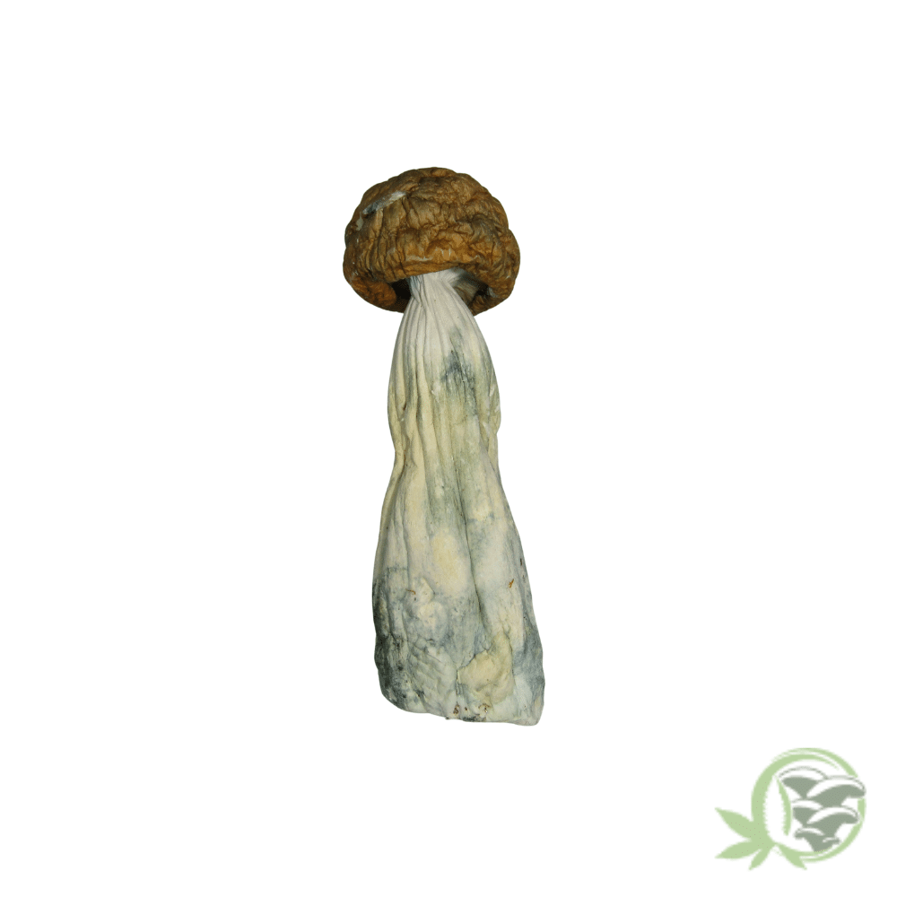 Penis Envy Cubensis by Amazeballs - Image 5