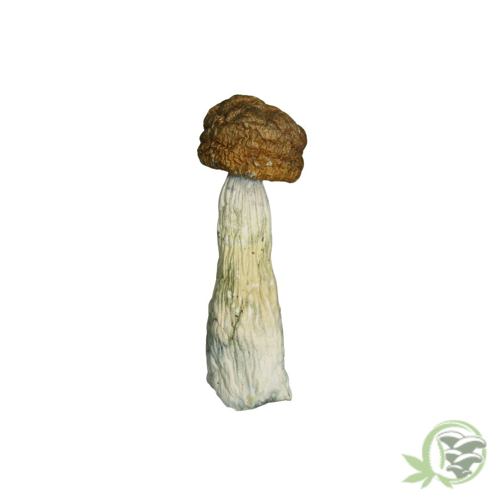 Penis Envy Cubensis by Amazeballs - Image 3