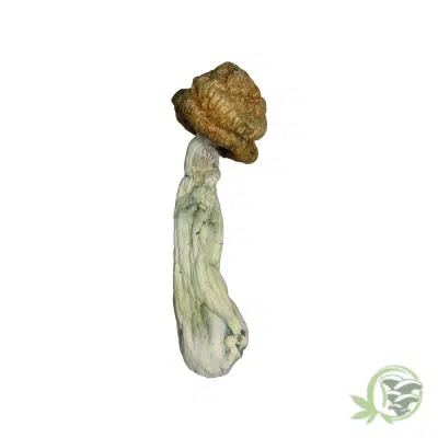 Penis Envy Cubensis by Amazeballs
