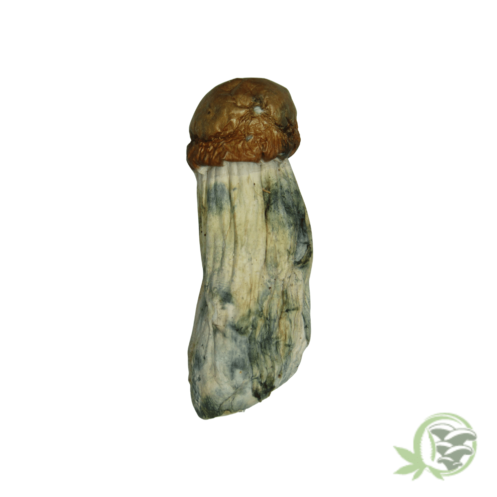 Dino Eggs Cubensis - Image 5