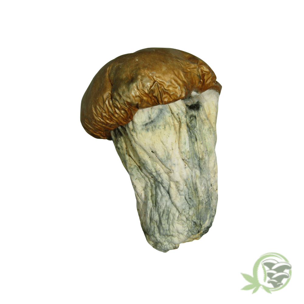 Dino Eggs Cubensis - Image 4