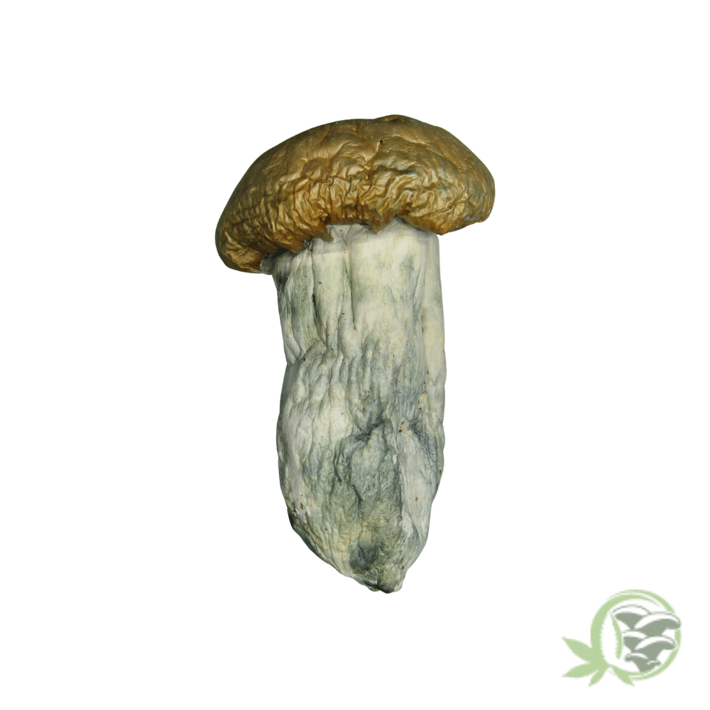 Dino Eggs Cubensis - Image 3