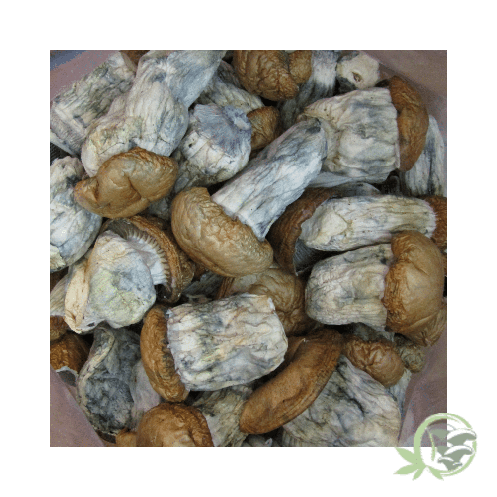 Dino Eggs Cubensis - Image 2