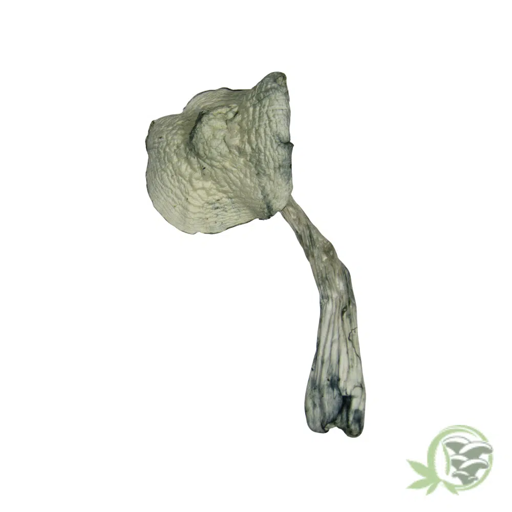 Albino Jedi Mind Fuck by Amazeballs - Image 5