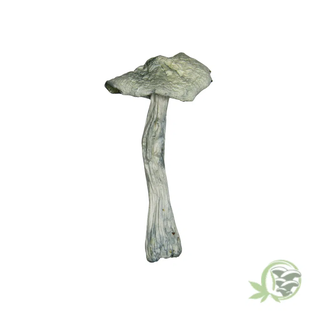 Albino Jedi Mind Fuck by Amazeballs - Image 4