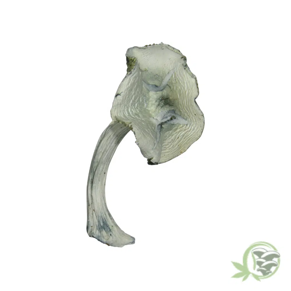 Albino Jedi Mind Fuck by Amazeballs - Image 3