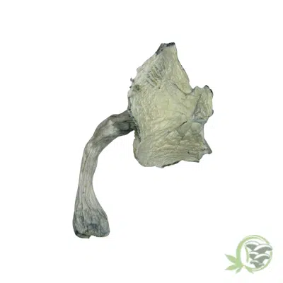 Albino Jedi Mind Fuck by Amazeballs