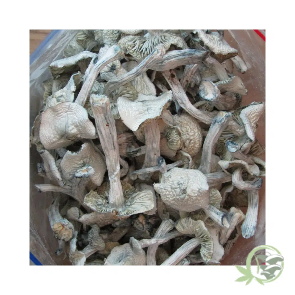 Albino Jedi Mind Fuck by Amazeballs - Image 2