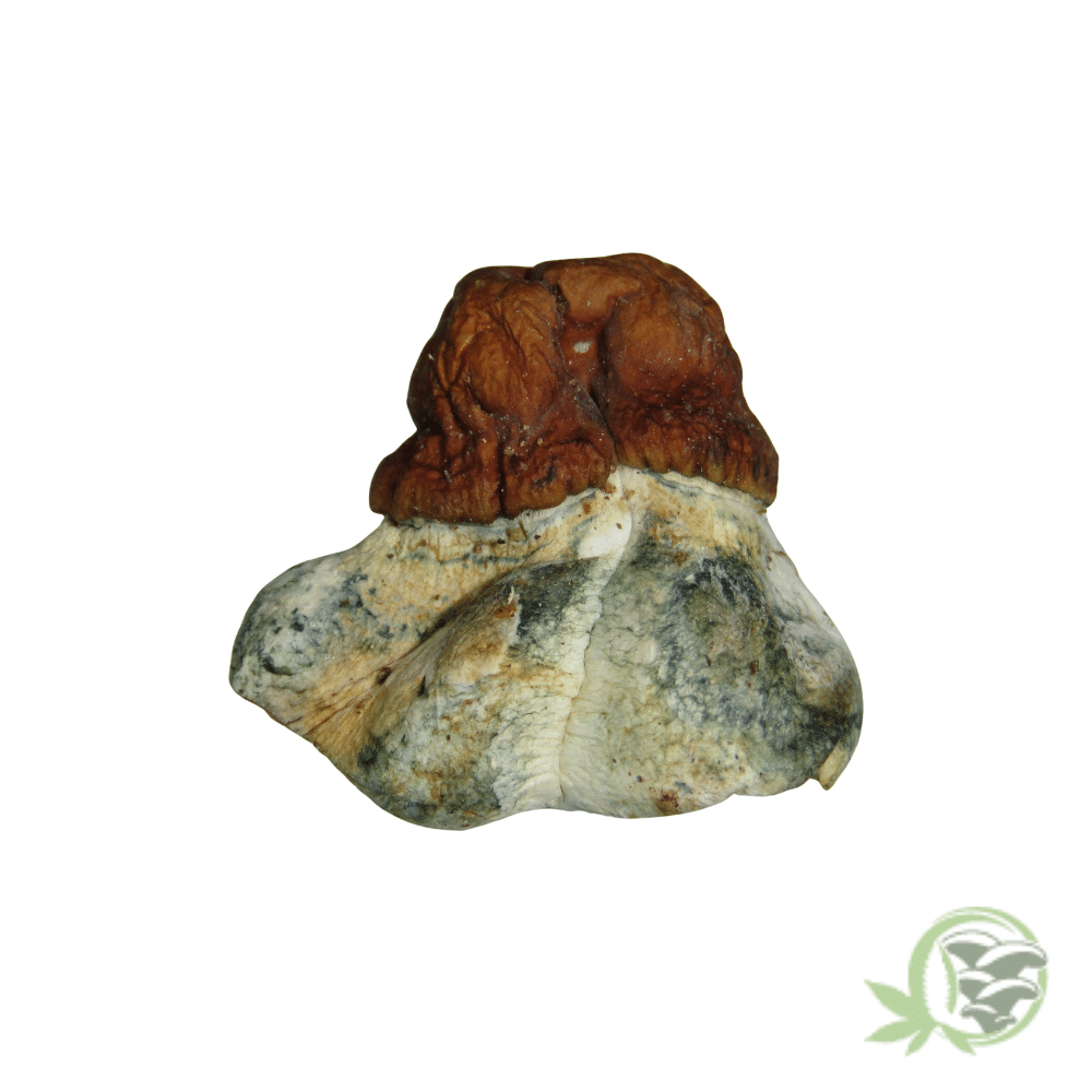 Blue Paluski Cubensis - Image 5