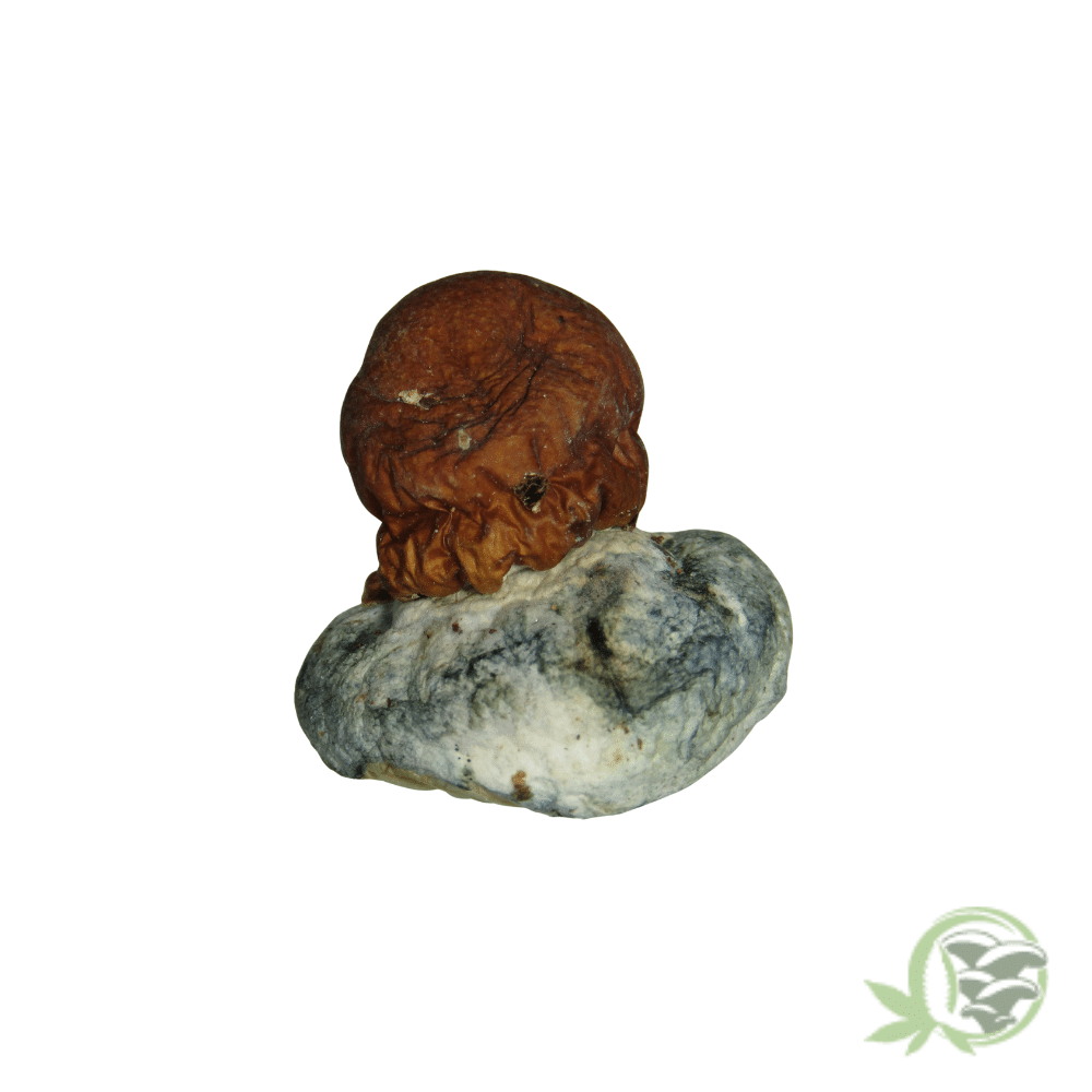 Blue Paluski Cubensis - Image 4