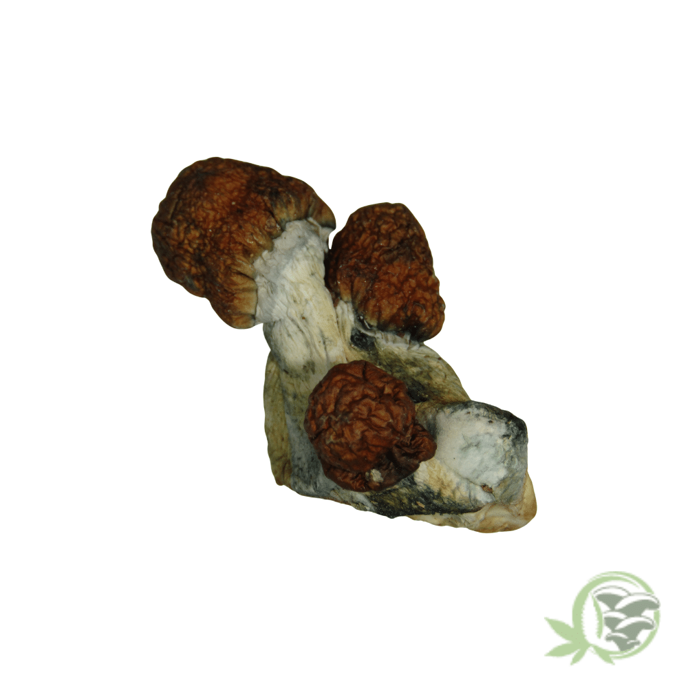 Blue Paluski Cubensis - Image 3