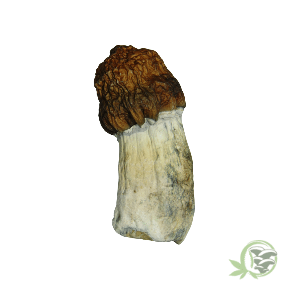 Blue Paluski Cubensis - Image 2