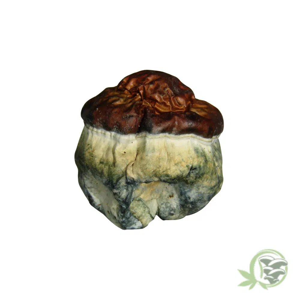 Blue Paluski Cubensis