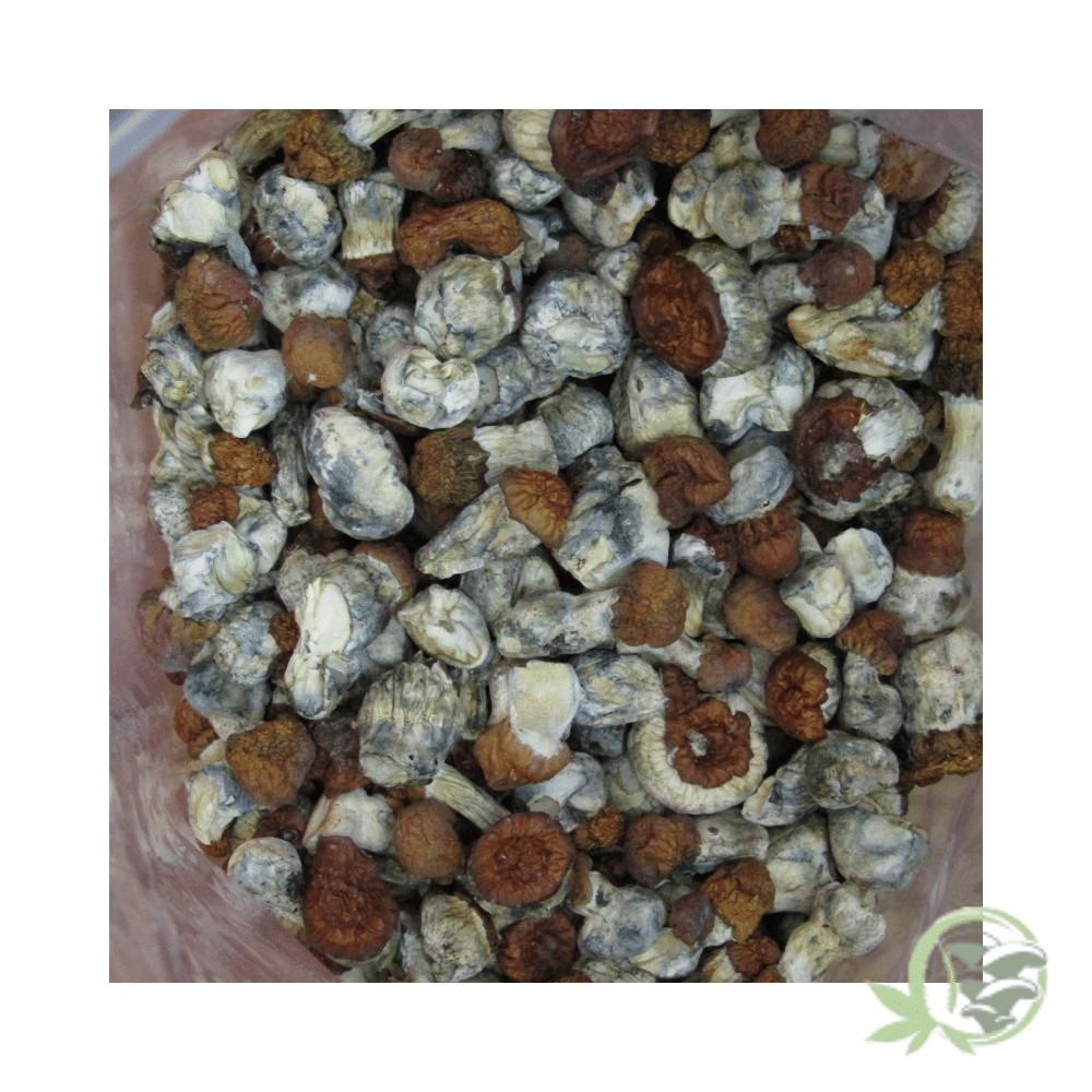 Blue Paluski Cubensis - Image 6