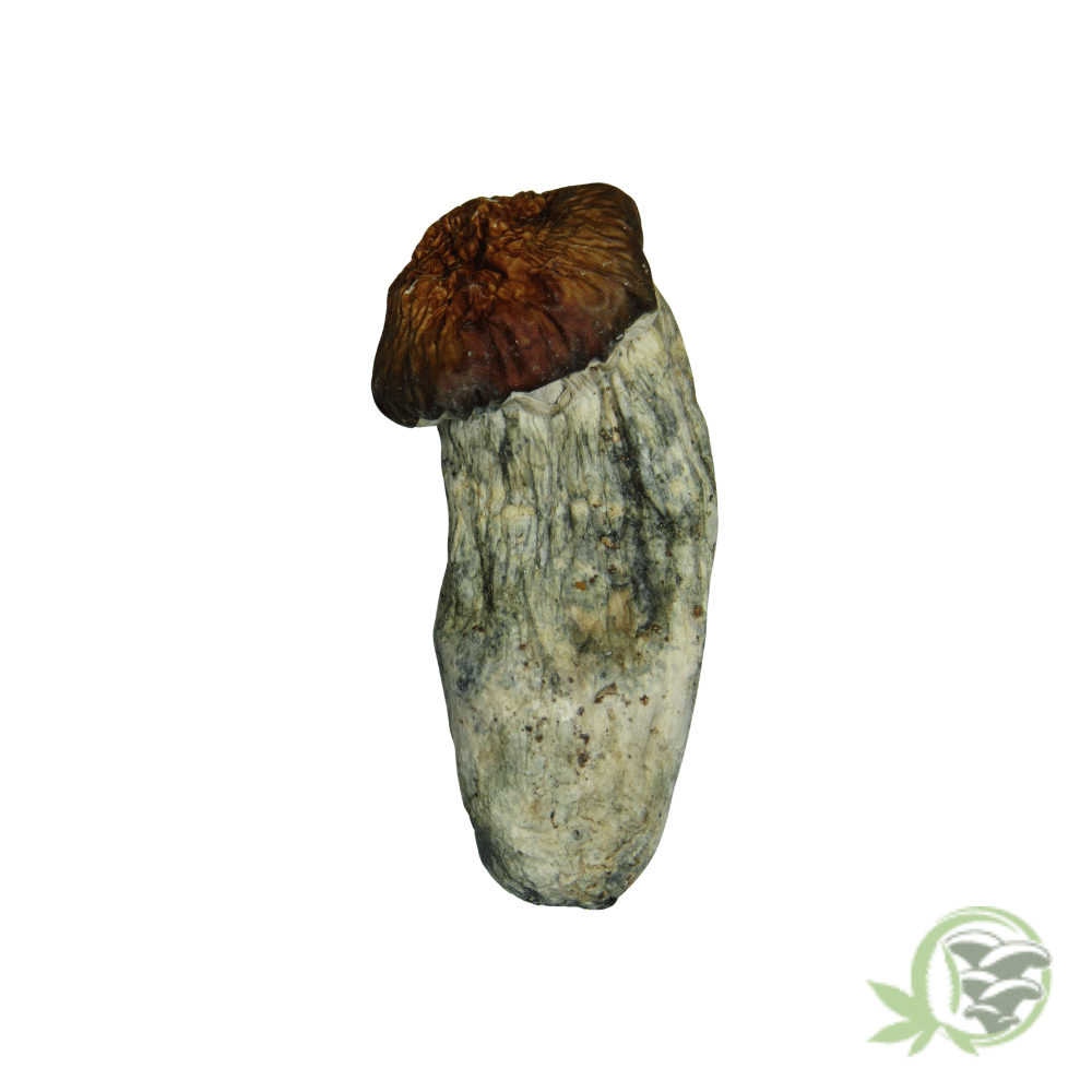 Bluey Vuitton by Amazeballs - Image 5